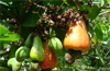 Promote organic cashew cultivation, marketing, trainees motivated